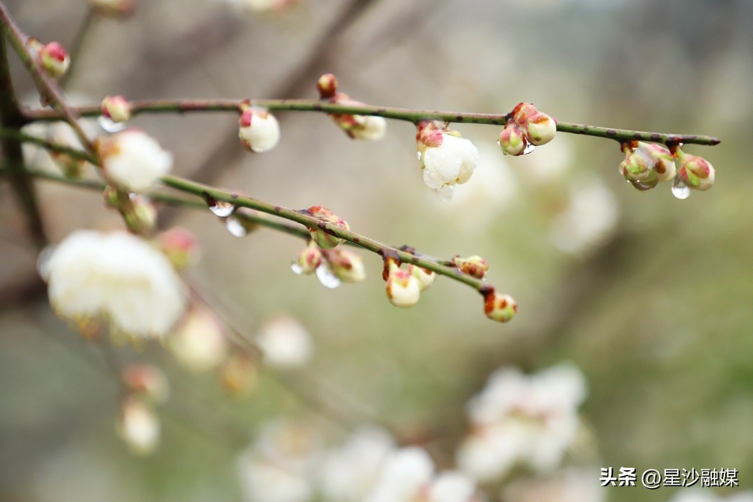 长沙春天赏花的地方有哪些,长沙春天哪里看花海