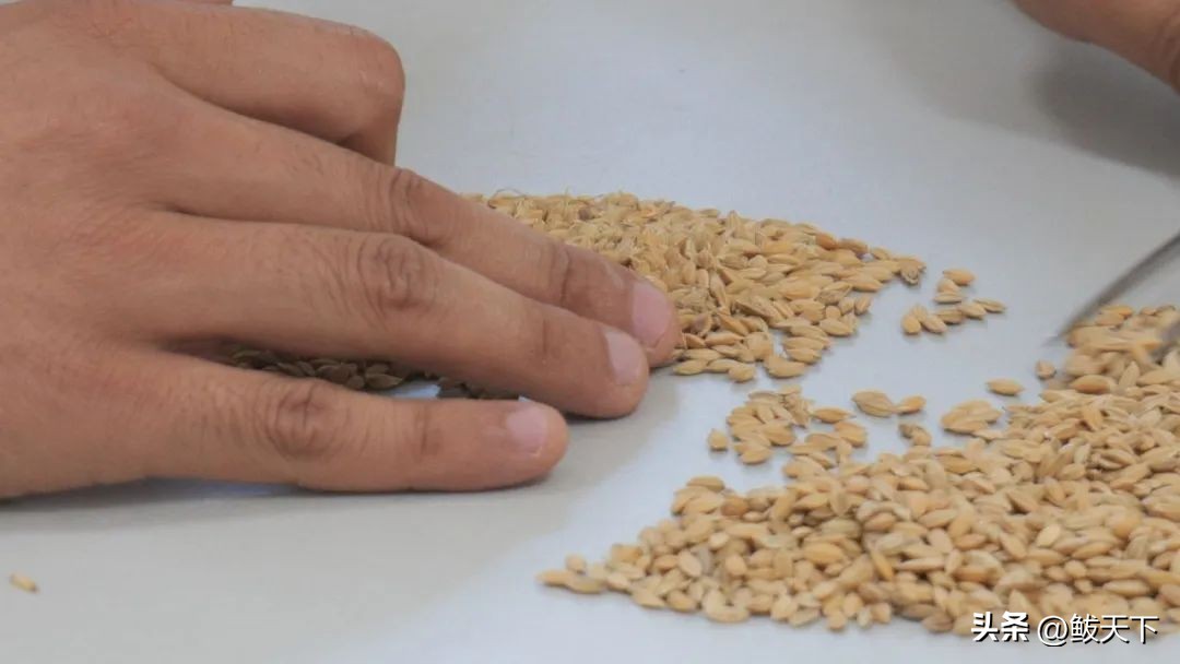 中储粮收不收转基因玉米,中储粮营口直属库