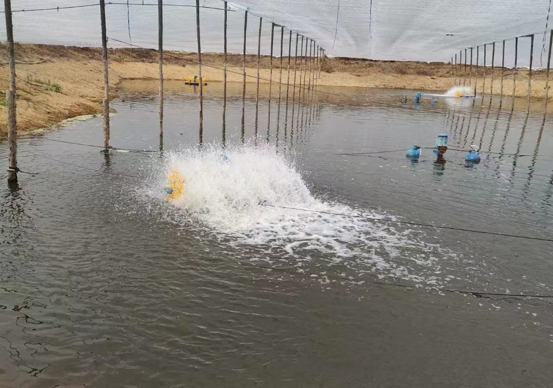 肝肠孢虫属于什么,肝肠孢虫的存活条件