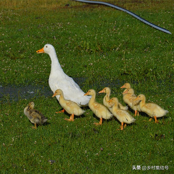 新西兰格伦诺基动物体验农场:一家以动物体验为主题的特色农场