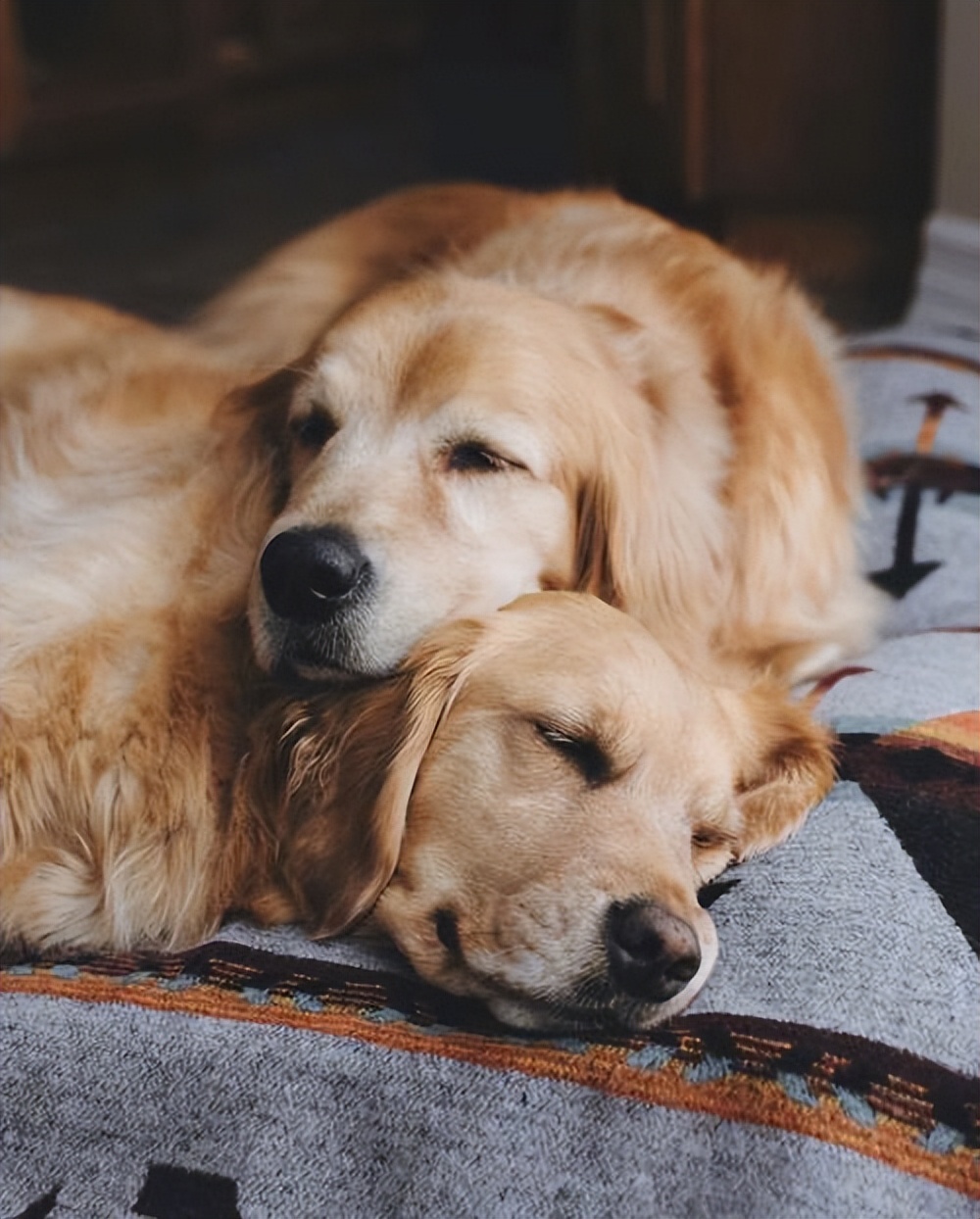 养狗首选这几种忠诚又好养,新手养狗建议养这几种好养又省事