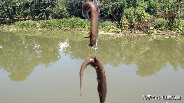 骆马湖钓鱼怎么样了,现在骆马湖钓鱼情况怎么样