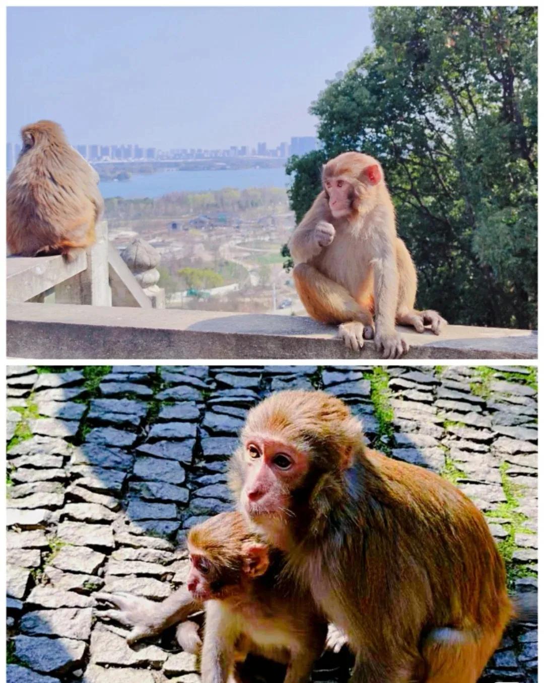 上方山森林公园,上方山森林公园免费门票