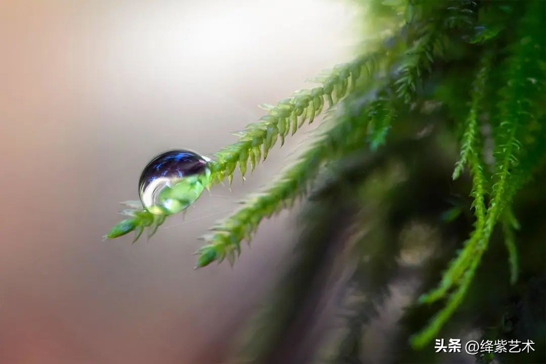 微距镜头之下的苍蝇,苍蝇微距拍摄