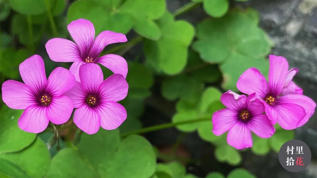 红花酢浆草简介,红花酢浆草喜欢酸性还是碱性土壤