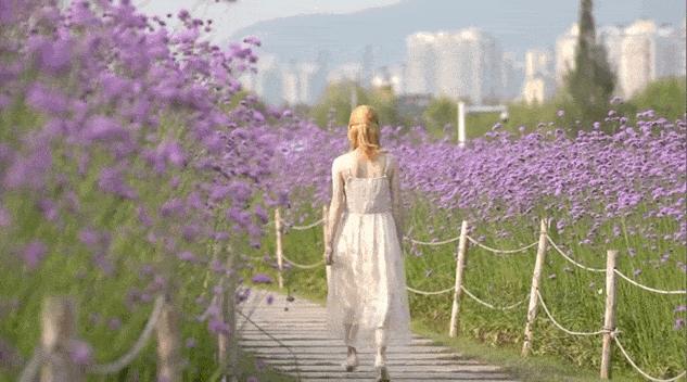 深圳3月14个赏花胜地全部免费,深圳清明节踏青赏花好去处