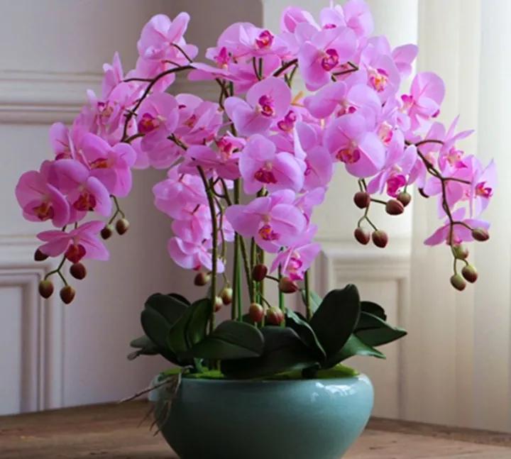 大红袍兰花是什么品种,兰花的品种什么最好