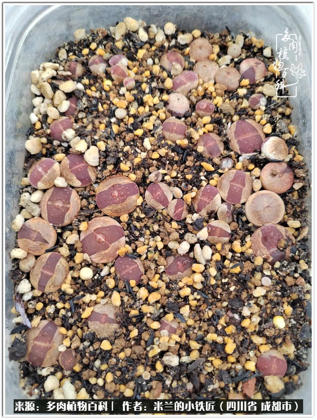 生石花好养吗怎么养护的,生石花的养殖方法和注意事项