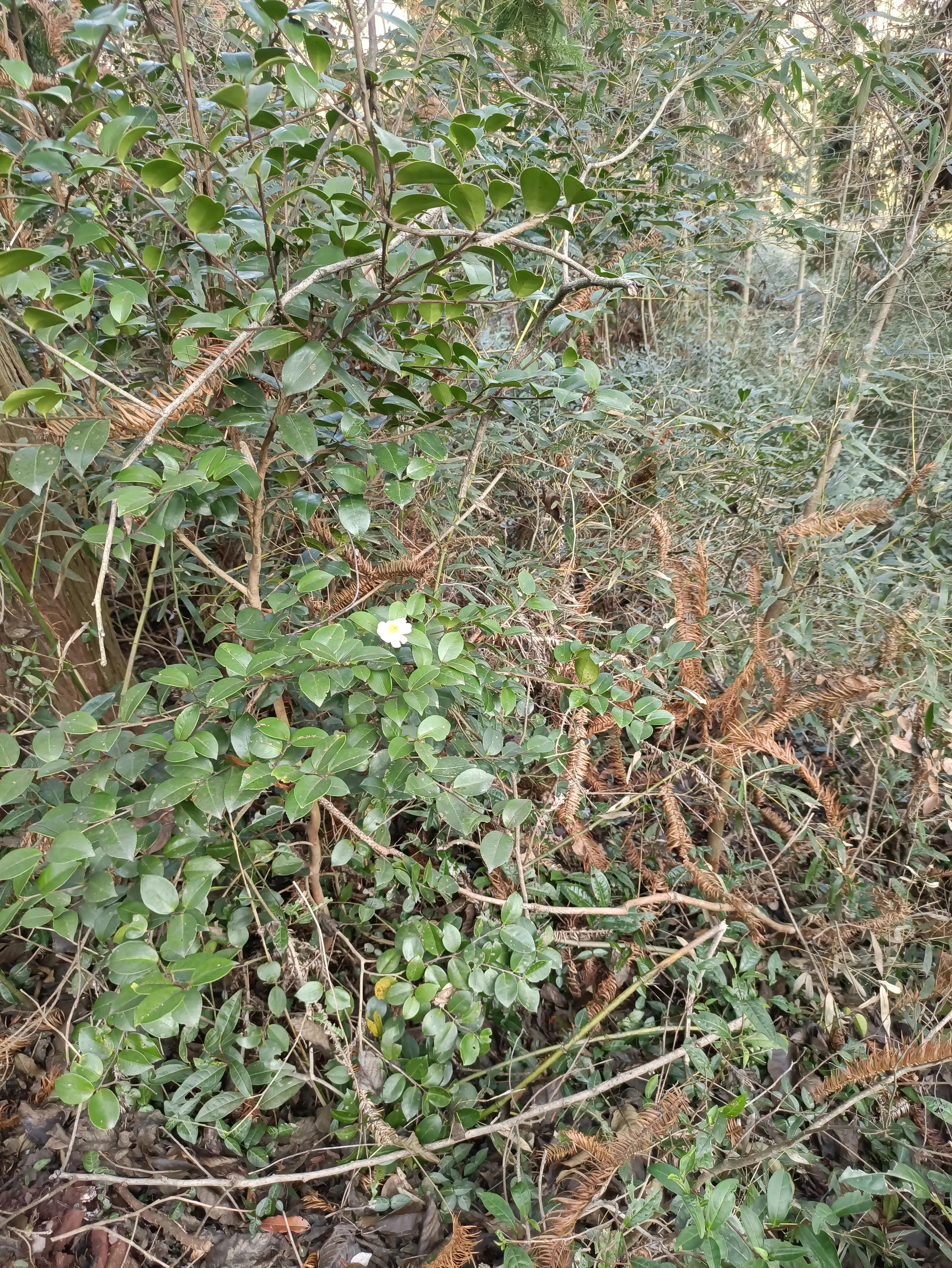 齐云山步行上山路线,齐云山徒步最佳路线图要门票