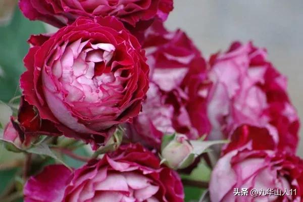 藤本月季品种列表,小型的藤本月季品种