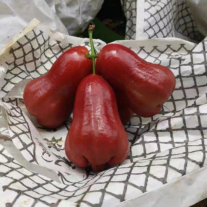 带你认识热带植物,带你认识水果