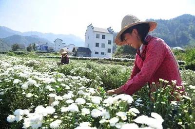 黄山贡菊2024年价格预计多少一斤,黄山贡菊是白菊吗价格多少钱一斤