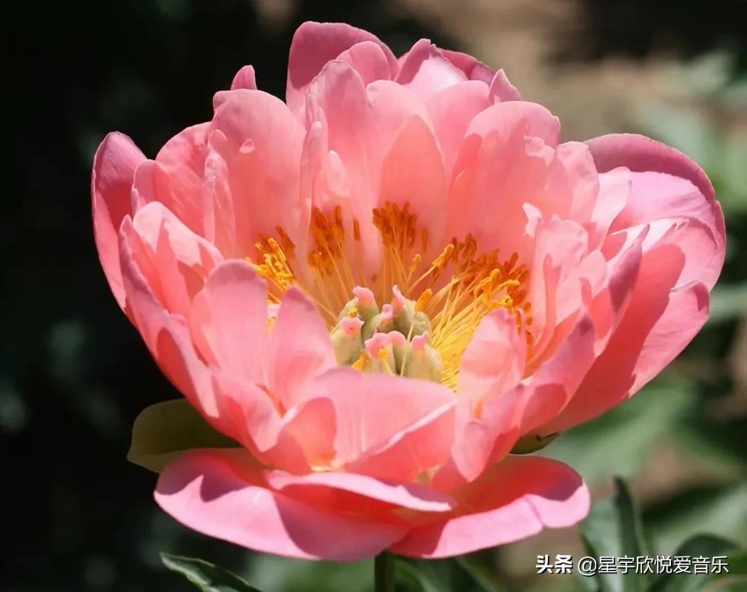 分享图片——不同颜色的芍药花