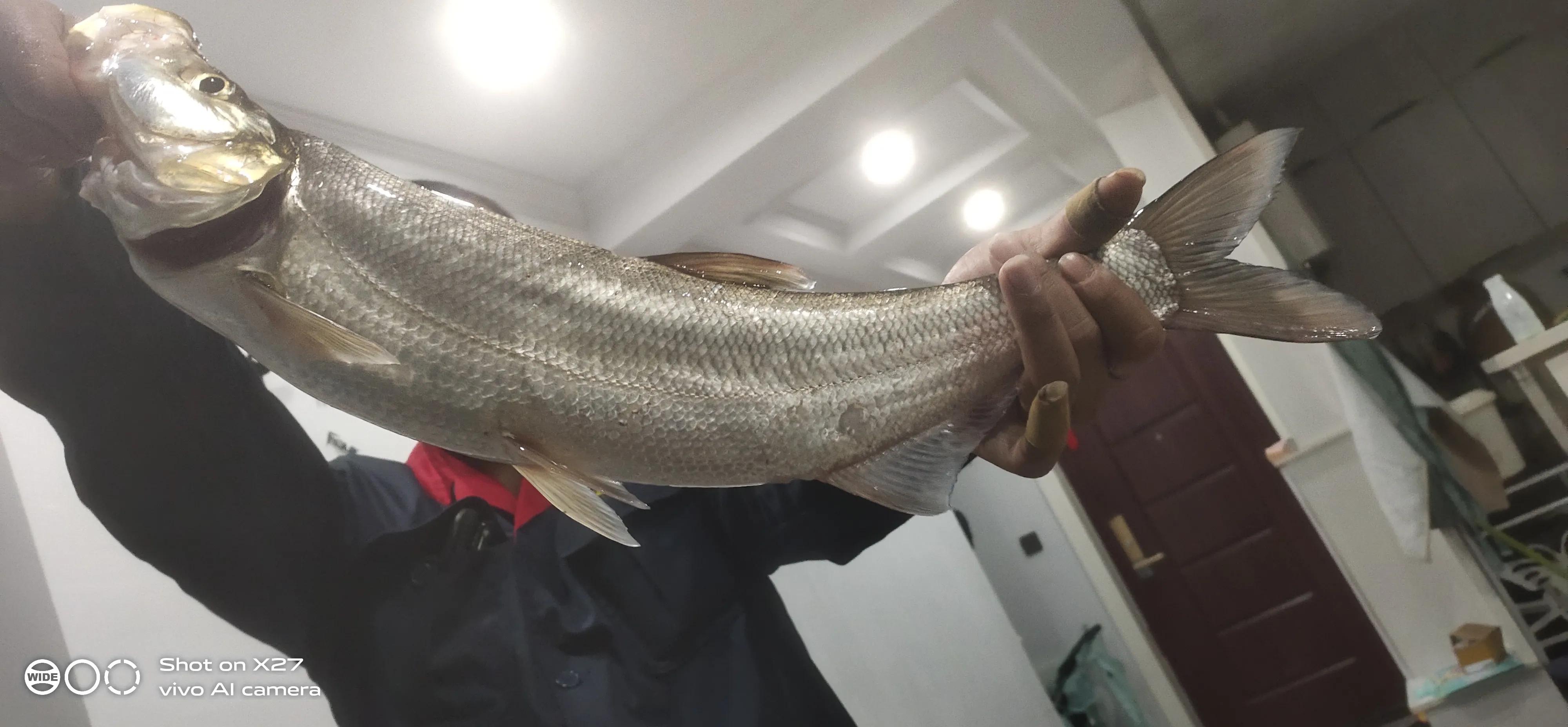 水库路亚翘嘴的诀窍,冬季路亚翘嘴鱼方法