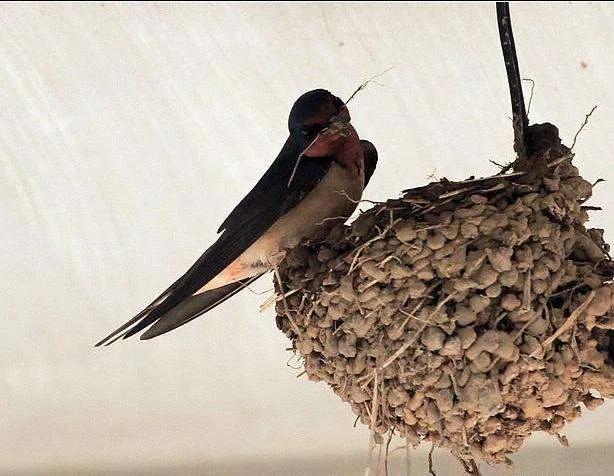 稀奇！家人嫌脏2次捣毁燕窝，第3次燕子筑巢自带“卫生间”