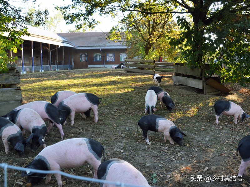 有机农场怎么做,有机农场怎么打造