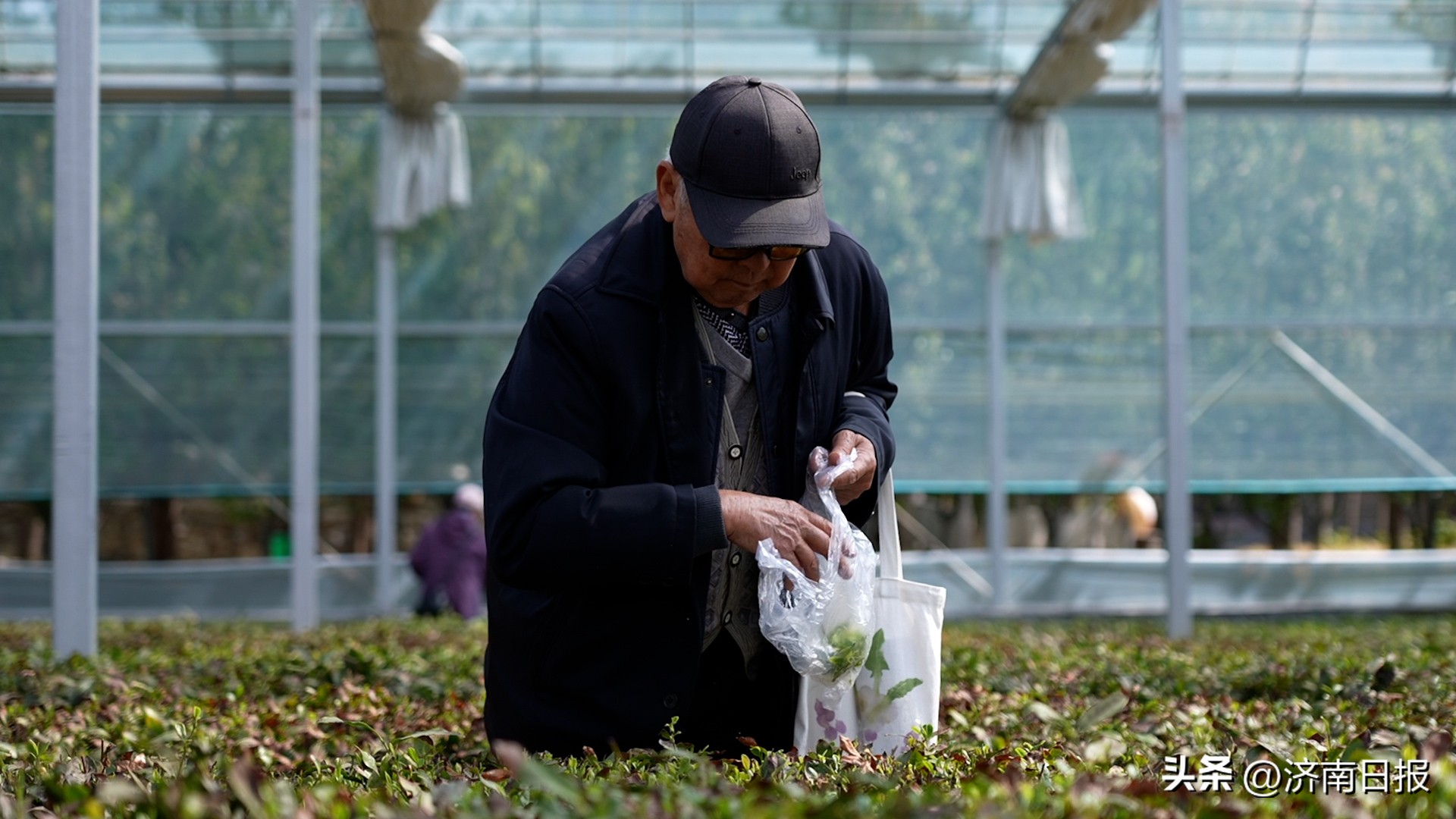 骑遇济南｜春末来这里，亲手采一捧“谷雨茶”