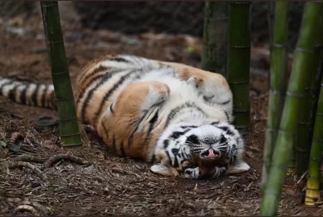 老虎和狮子晚年,狮子和老虎成年期一样吗