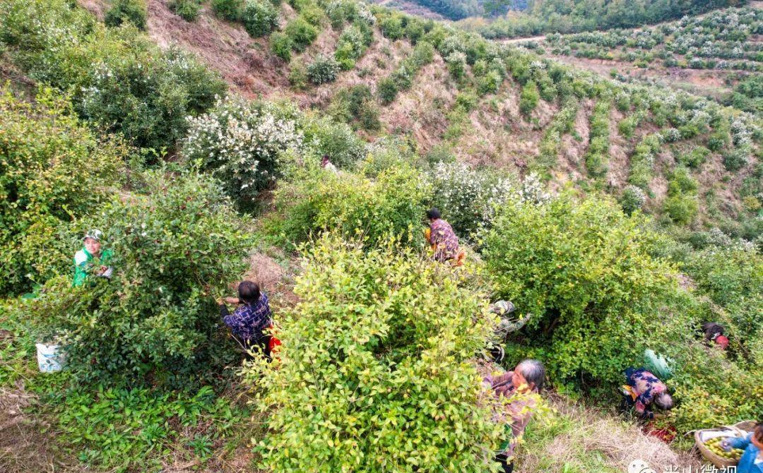 美丽的光山美景,光山县万亩油茶