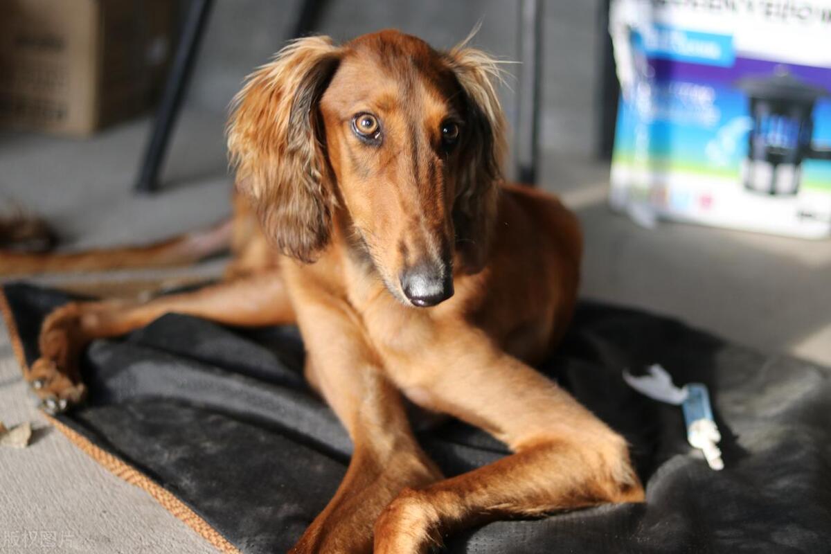 本地土狗哪些品种比较过大众一点,中国土狗都有哪些