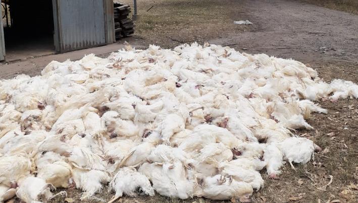 鸡中暑最佳治疗方法,鸡中暑了有些什么方法降暑的