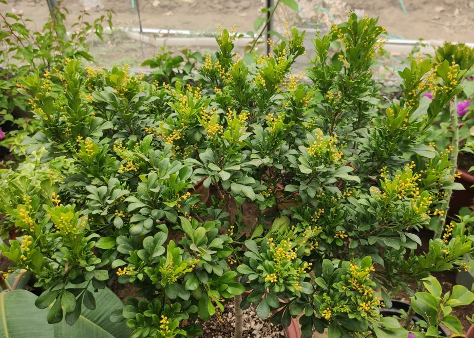 米兰花有香和不香的吗,米兰花好养吗