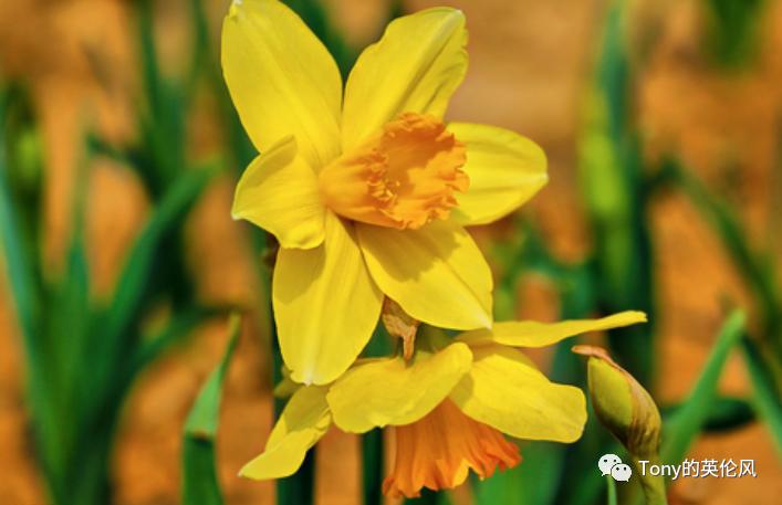 英国冷知识2,英国冷知识有哪些