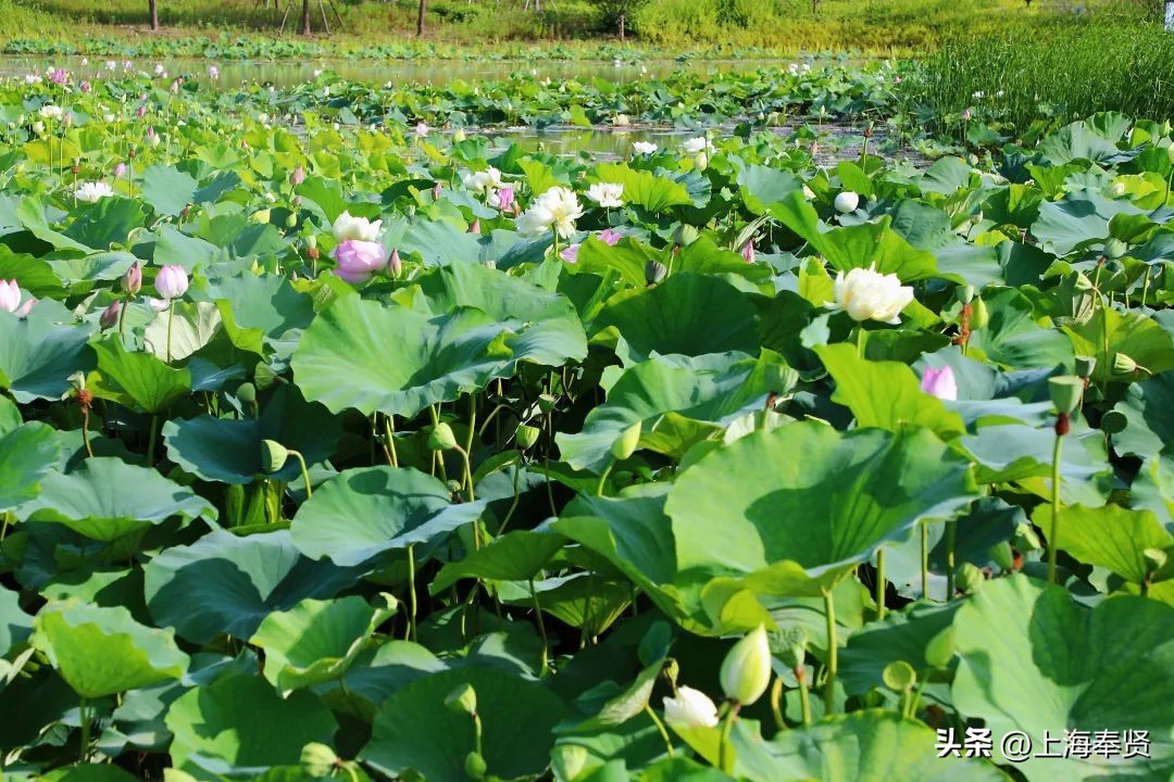 夏日赏荷好去处,奉贤哪里可以赏荷花
