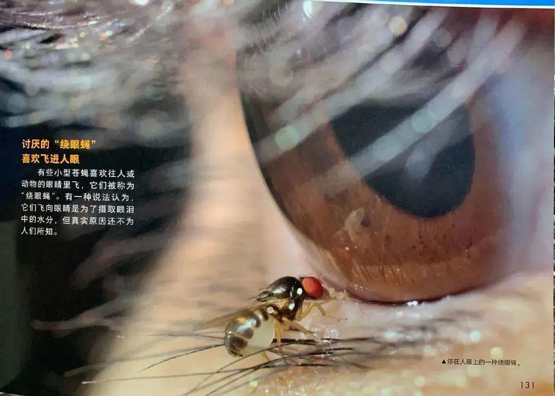 女子眼角膜被螨虫感染,飞虫入眼女子一个动作险些失明