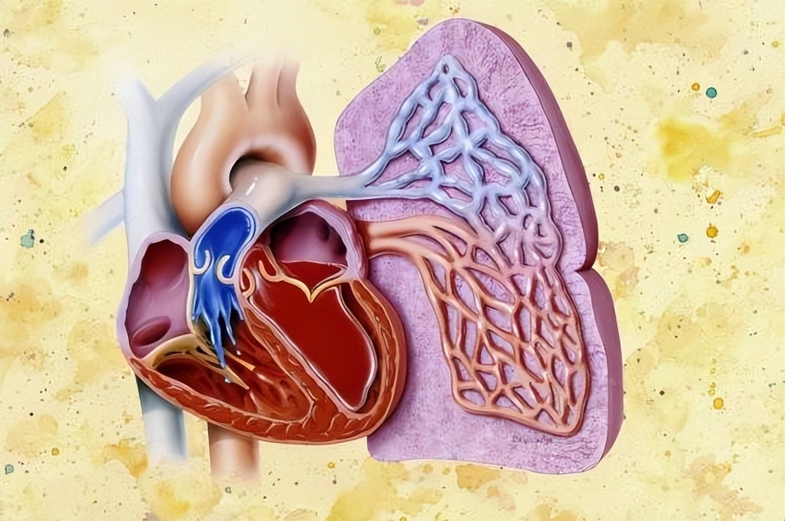 慢性心力衰竭的病因是什么,心力衰竭的原因和症状是什么