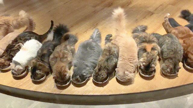 液体猫是真的吗,为什么都说猫咪是液体猫