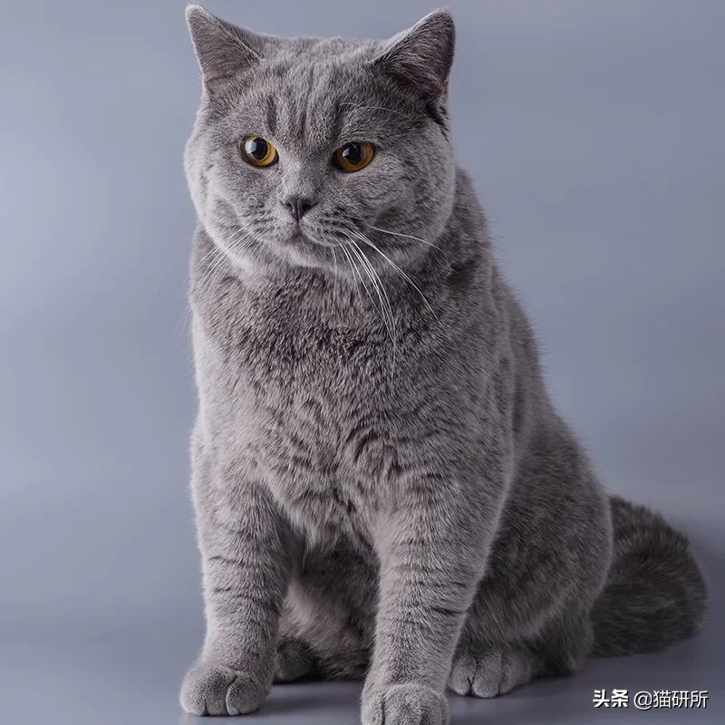 什么猫咪和英短合得来,猫咪长毛英短怎么区分公母