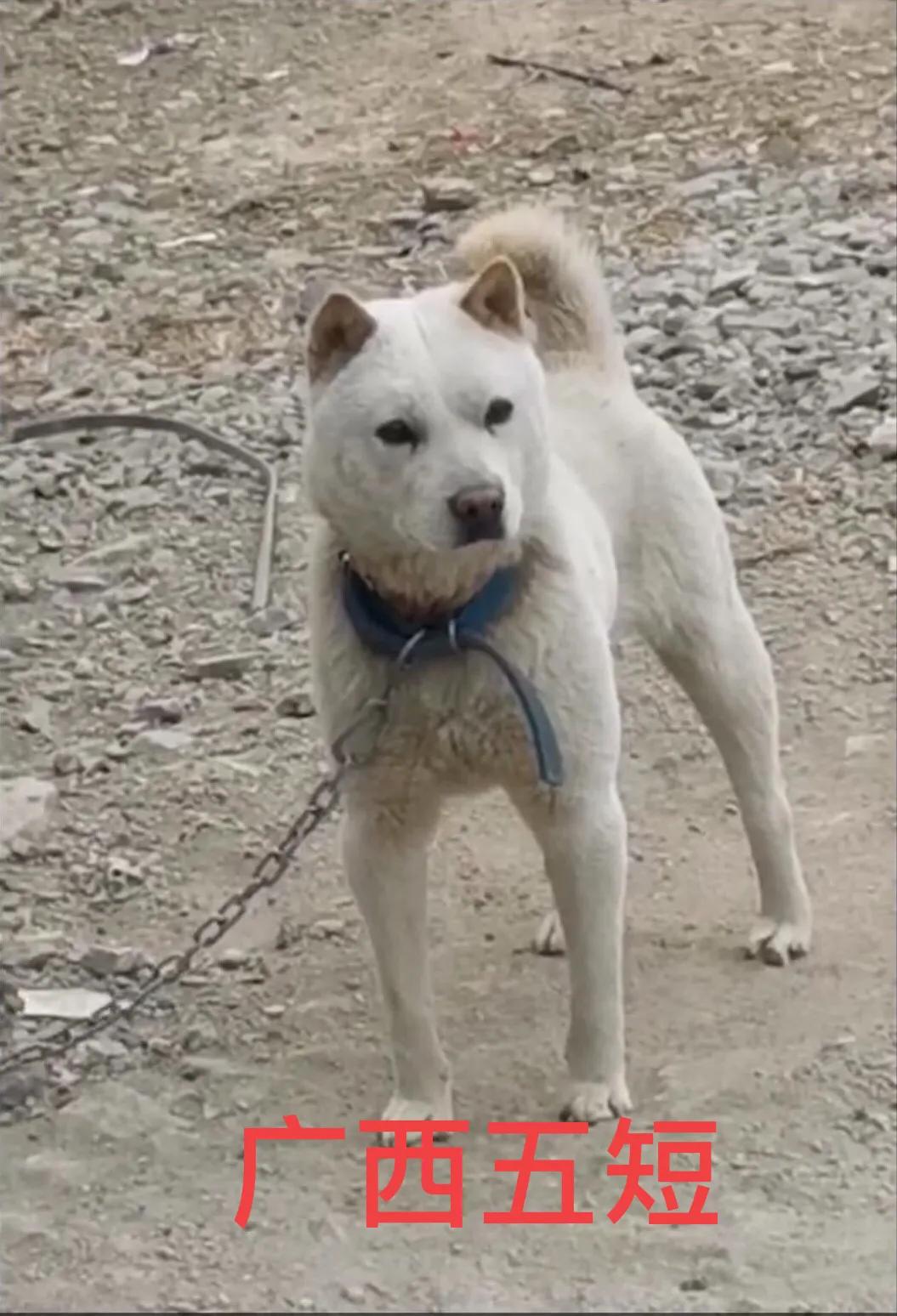 广东土狗和广西土狗的区别,两广土狗跟贵州土狗哪个更大