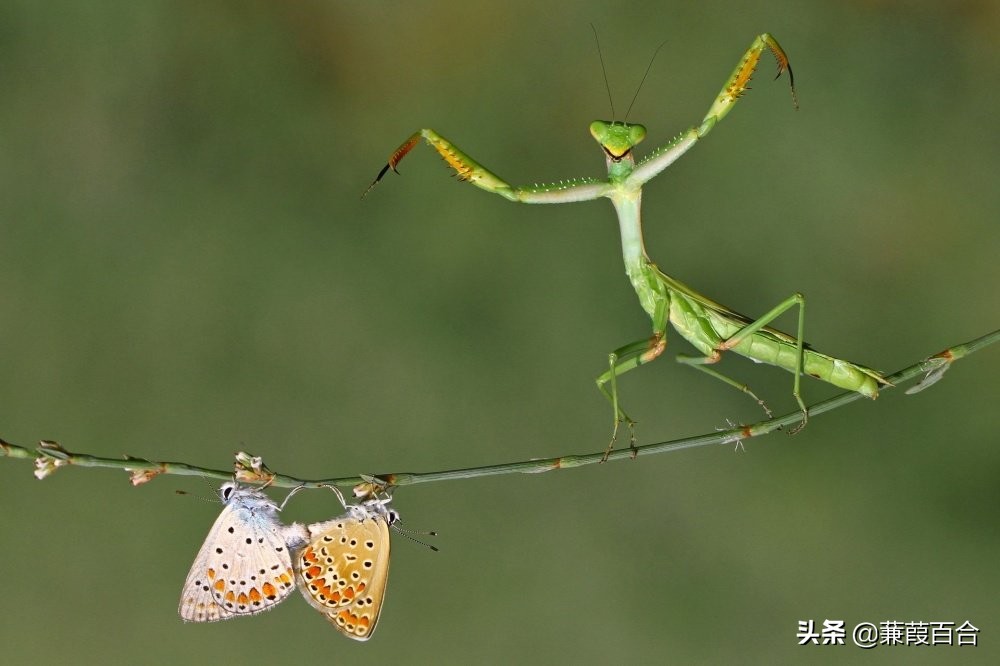 20张罕见又迷人的照片,2021年意大利锡耶纳国际摄影奖