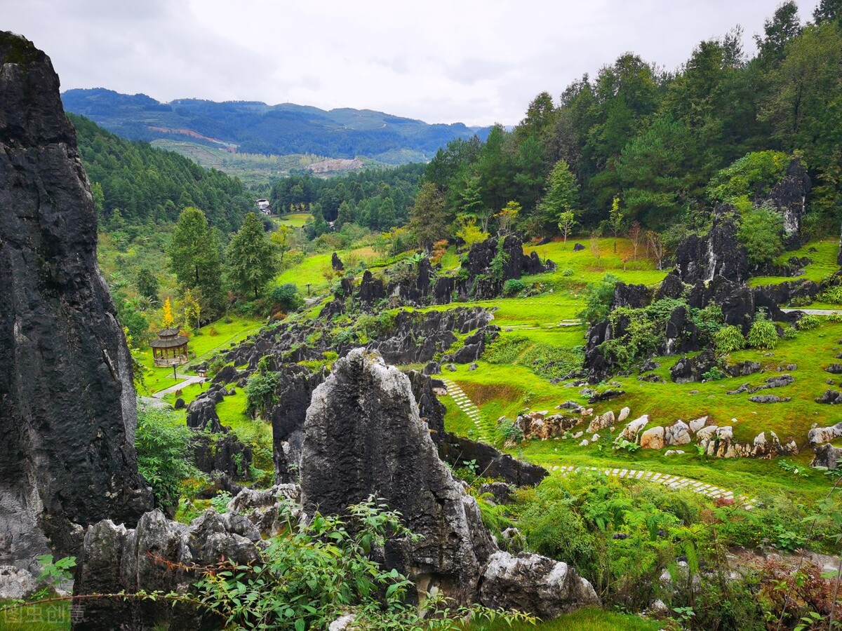 贵州发现50米高的千年金丝楠木,贵州有一棵金丝楠木价值十亿