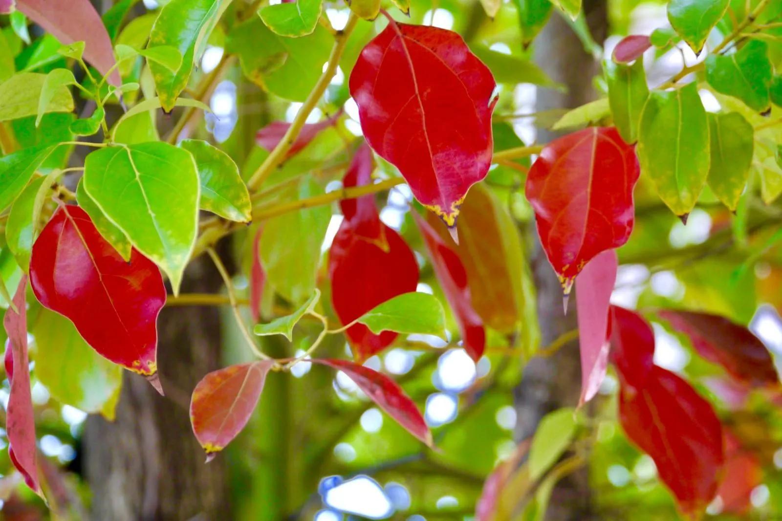 秋天最美的散文,绚烂的秋天美文