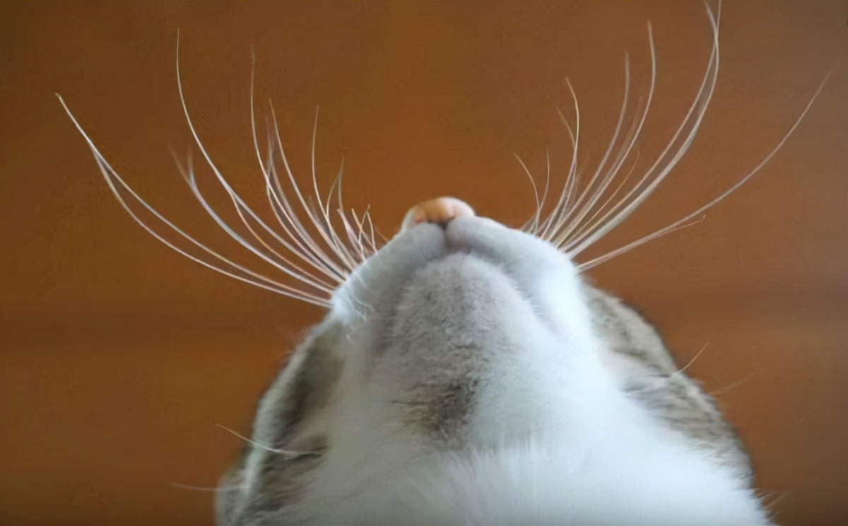 猫咪的10种秘密,养猫咪的5个常识