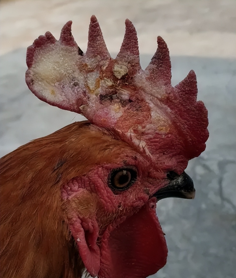 散养土鸡得了鸡冠癣,禽医教你怎样治疗鸡感冒