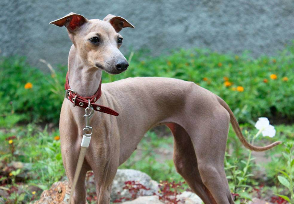 现在最受欢迎比较贵的狗狗,最受欢迎的狗狗十大排行榜小型犬