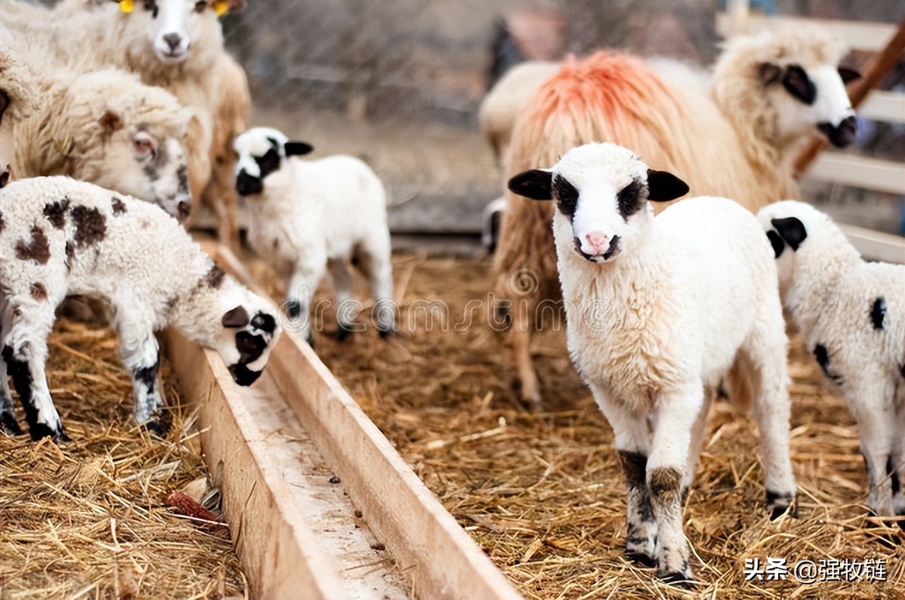 羔羊的护理方法和注意事项,新生羔羊怎么养护