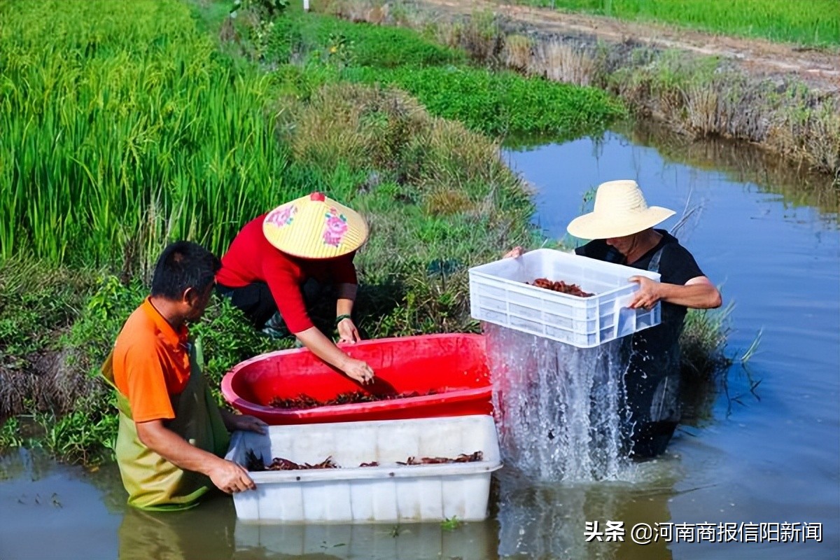 峡江小龙虾拓宽农民致富路,稻虾共作开辟致富新门路