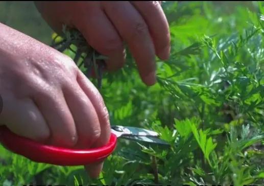 艾叶和麻糖一起蒸来吃有什么好处,蒸艾叶和姜蒸多长时间