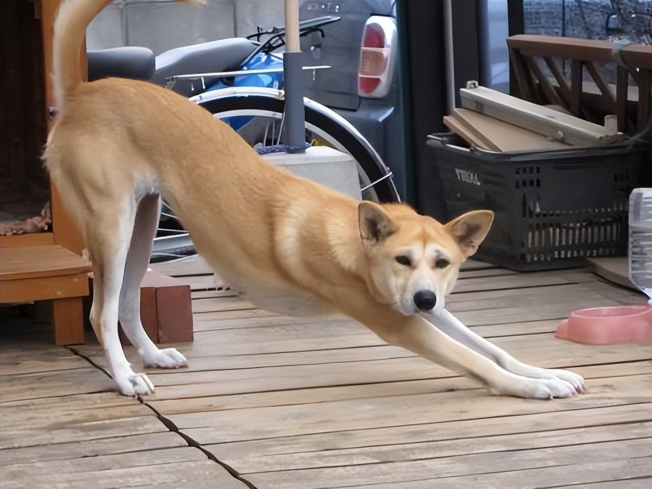 狗狗对你侧躺表示什么,狗狗向你伸懒腰表示什么