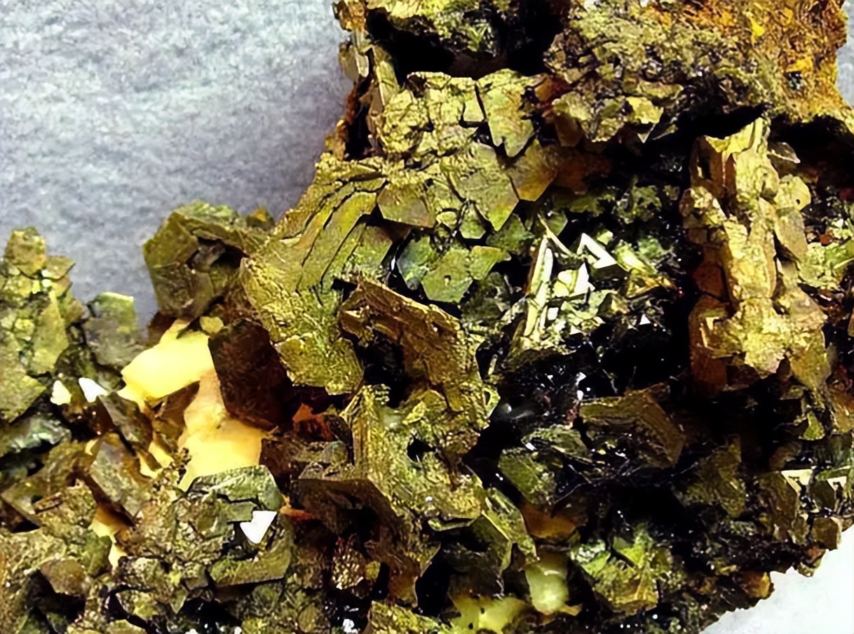 教你识别铜,带你识别植物