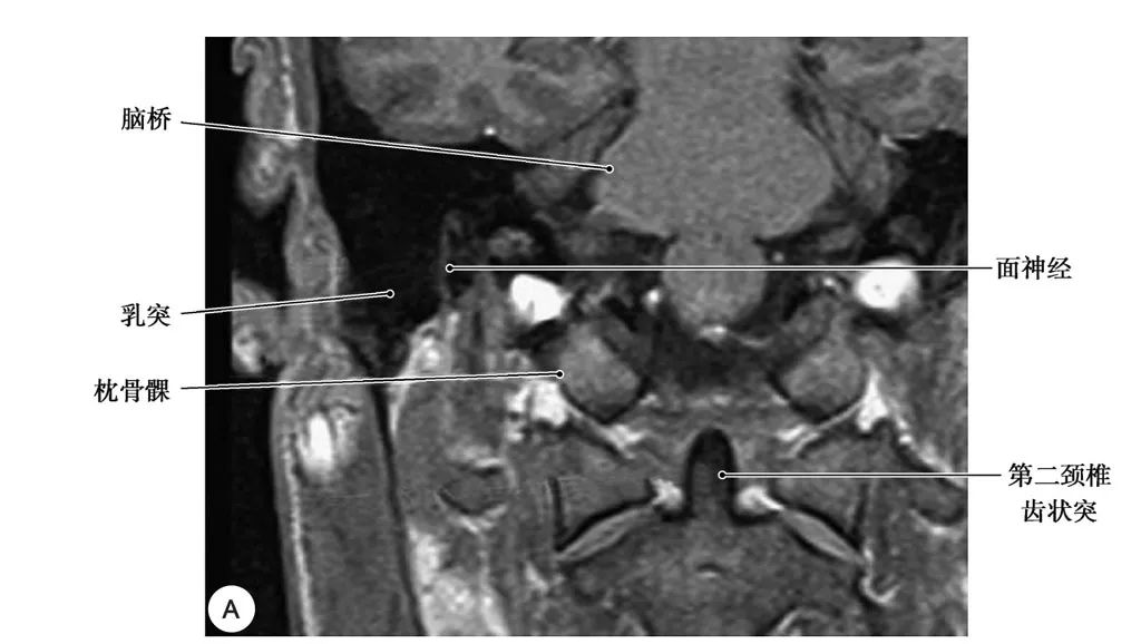 耳部解剖结构和生理功能,耳部解剖笔记