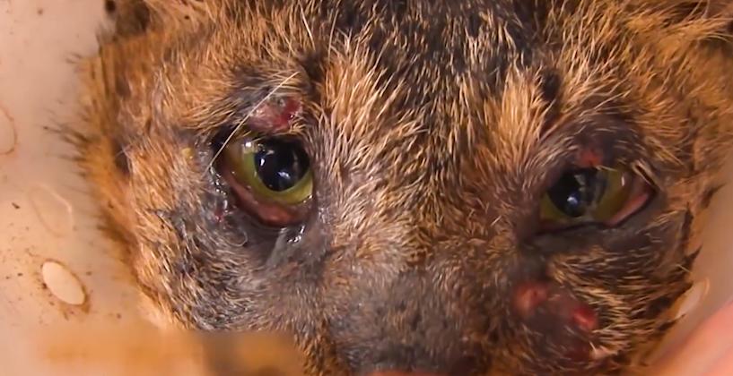 猫咪失明眼球肿大凸出,猫咪失明但眼睛装下了整片星空