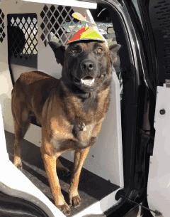 狗界“最笨”的3种狗和“最聪明”的3种狗，你也许养错了