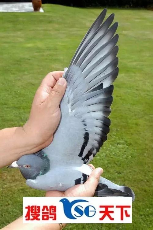 鸽子的翅膀一直在颤抖还咕咕叫,鸽子的翅膀老是颤抖