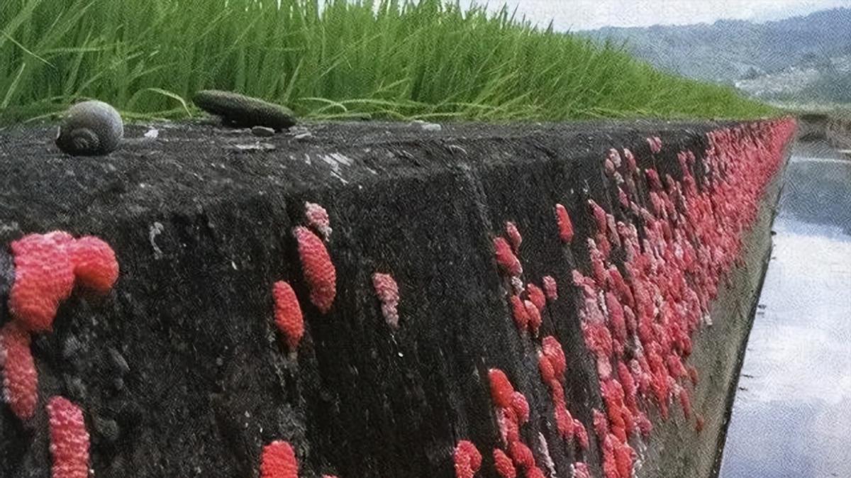 水塘福寿螺泛滥成灾,农村福寿螺成灾