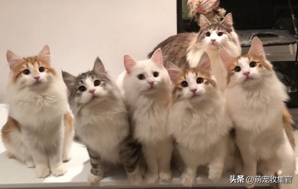 怎么样让猫咪喜欢舔你,聪明的猫咪有100种方法驯服铲屎官